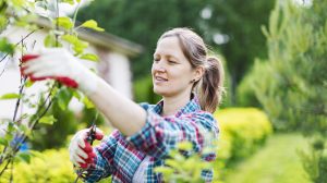 gyümölcsfát metsz egy nő ősszel a kertben