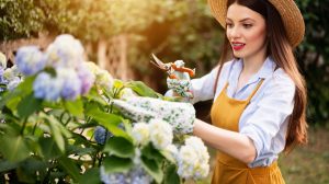 hortenziát metsz a kertben egy fiatal nő