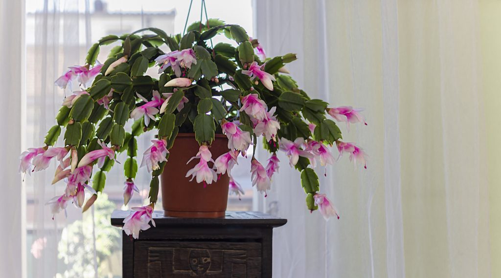 rózsaszín karácsonyi kaktusz sok virággal