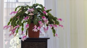 rózsaszín karácsonyi kaktusz sok virággal