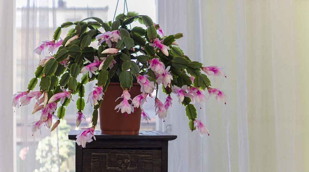 rózsaszín karácsonyi kaktusz sok virággal