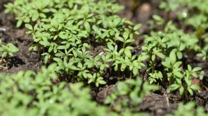 Lepidium sativum kerti zsázsa