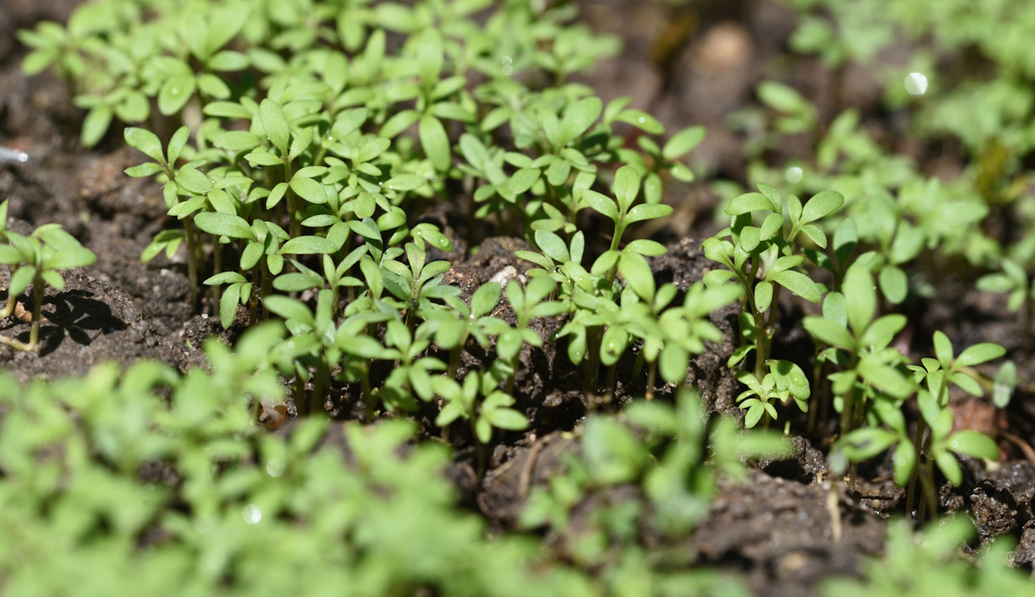 Lepidium sativum kerti zsázsa