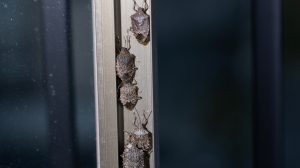 márványospoloska az ablakkereten