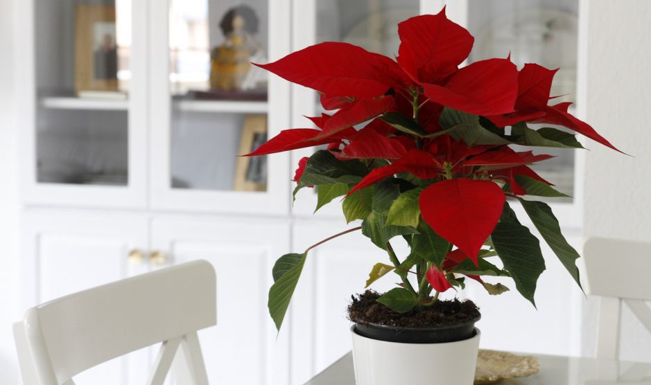 piros mikulásvirág cserépben a konyhaasztalon