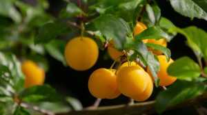 mirabella szilva fosóka ringlószilva