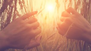 nő széthúzza a búzát