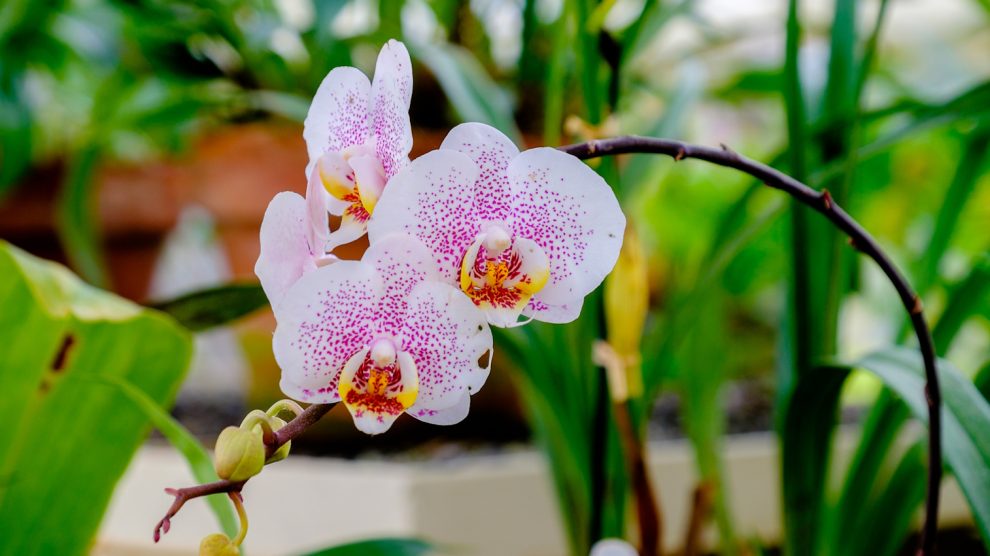fehér orchidea lila pöttyökkel