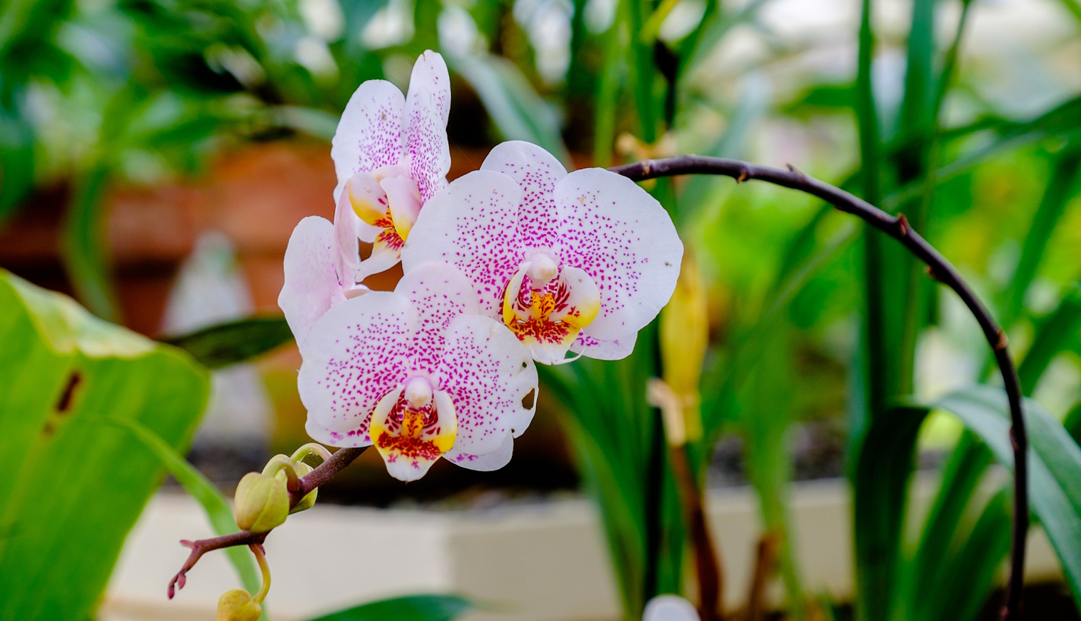 fehér orchidea lila pöttyökkel