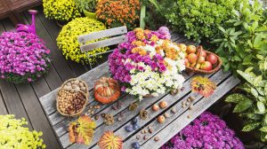 őszi színes virágok az erkélyen