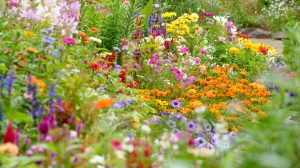 őszi virágoskert sok színes virággal