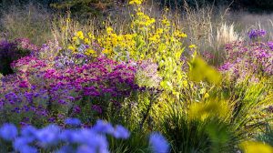 őszi virágoskert sok színes virággal