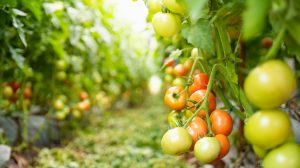 paradicsom ültetvény ősszel