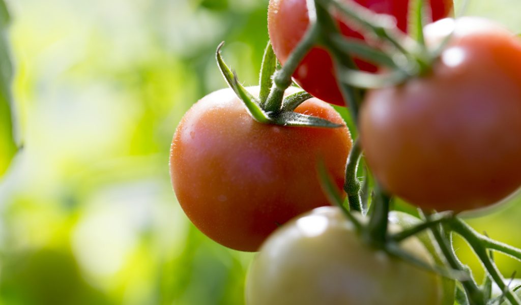 zöld és piros paradicsom száron