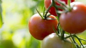 zöld és piros paradicsom száron