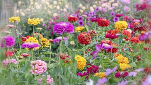 színes rézvirágok a kertben