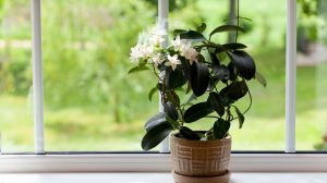 sokvirágú jázmin otthon az ablakban