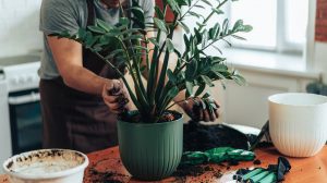 férfi zámiát ültet át