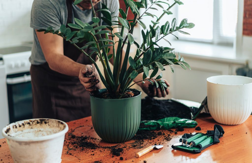 zámiát ültet át egy férfi