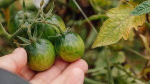zöld paradicsom ősszel a kertben