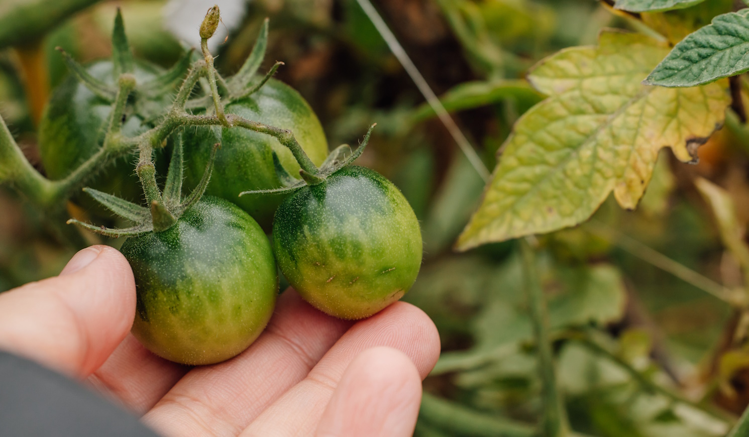 zöld paradicsom ősszel a kertben