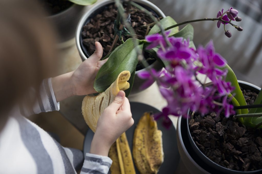 egy nő banánhéjjal törölgeti az orchidea levelét
