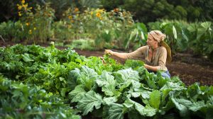 egy nő zöldségeket takarít be a kertben