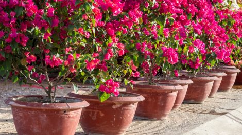Bougainvillea cserépben