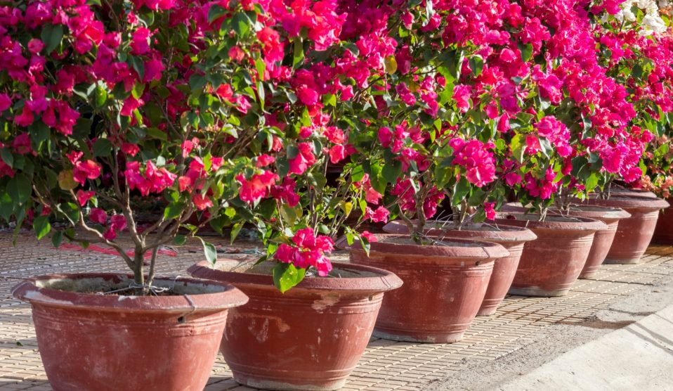 Bougainvillea cserépben