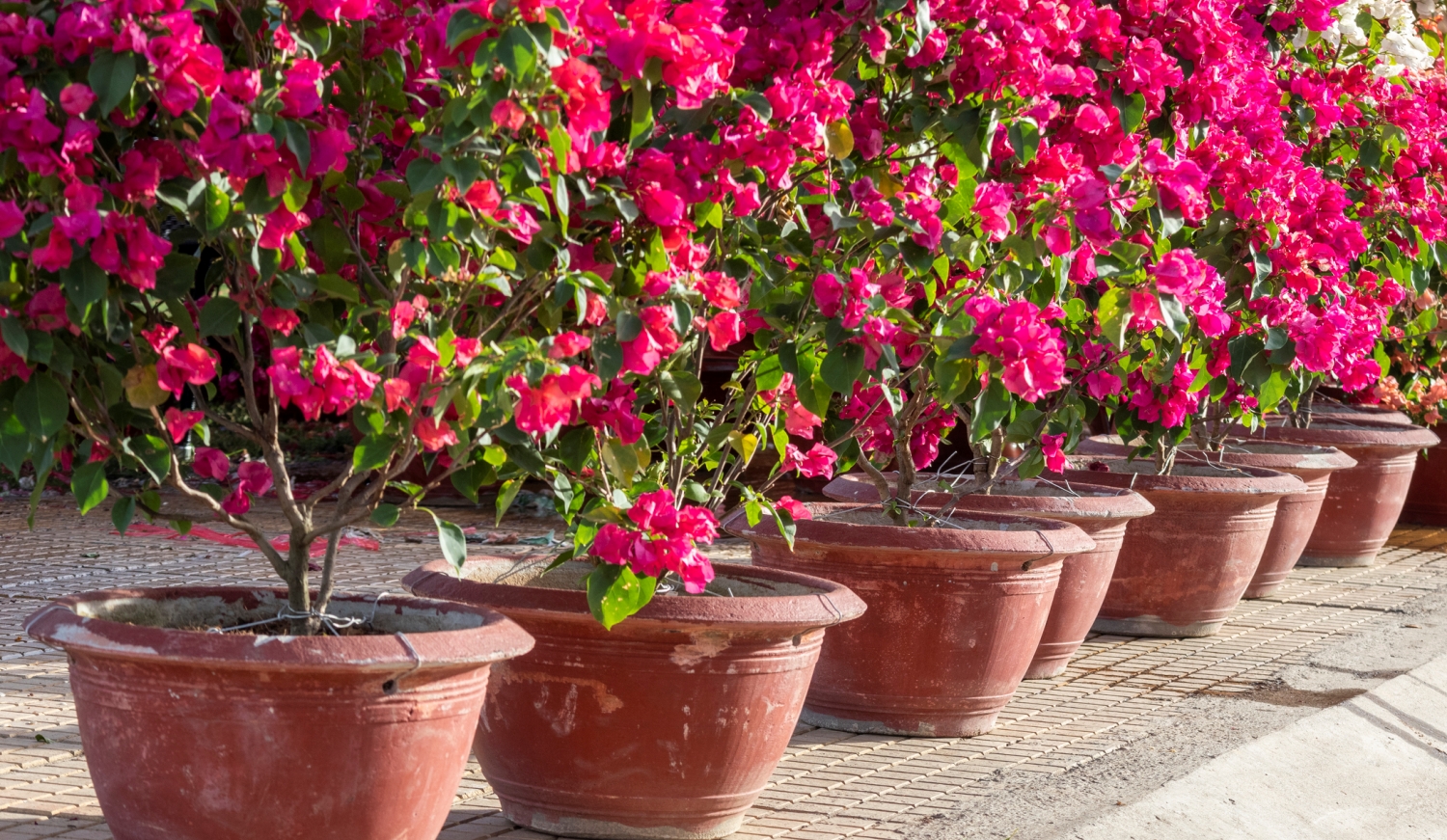 Bougainvillea cserépben