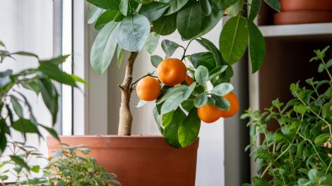 citrusféle cserépben