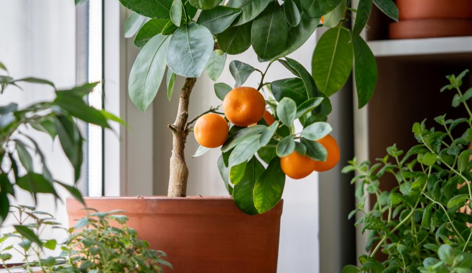 citrusféle cserépben