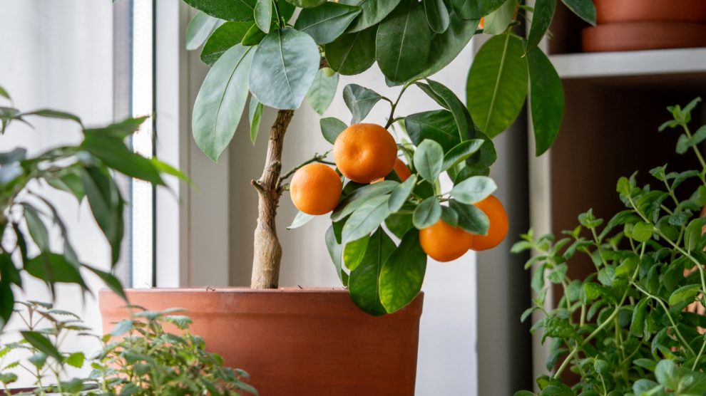 citrusféle cserépben