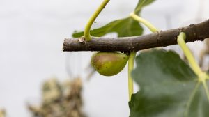 megmetszett fügefa rajta terméssel