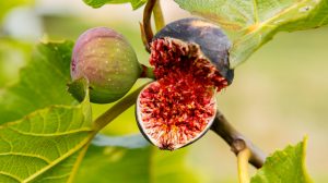 fügefán érett füge szétnyílva