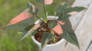 rózsaszín-zöld levelű Homalomena