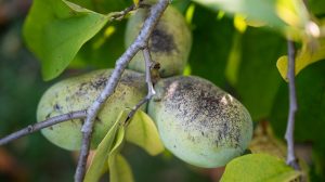 indián banán termése a fán