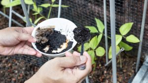 kávézaccot szór ki egy nő a kertben