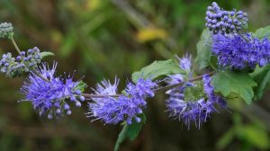 kékszakáll virága közelről