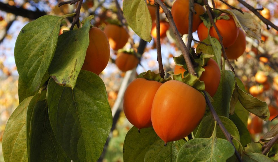 khakifa datolyaszilva
