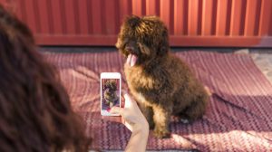 cuki kutyát fotóz a gazdája