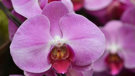 orchidea