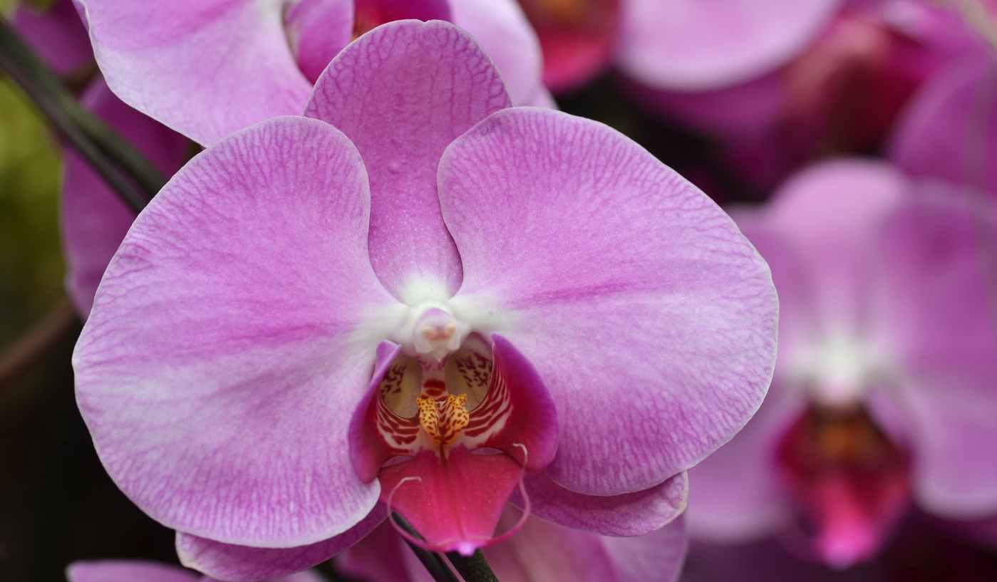 orchidea