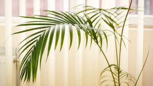 törpepálma lakásban