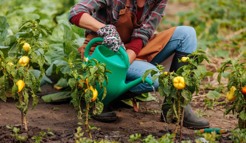 paprika palántát locsol egy nő a kertben ősszel