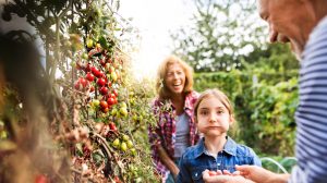 kislány paradicsomot eszik viccesen a kertben