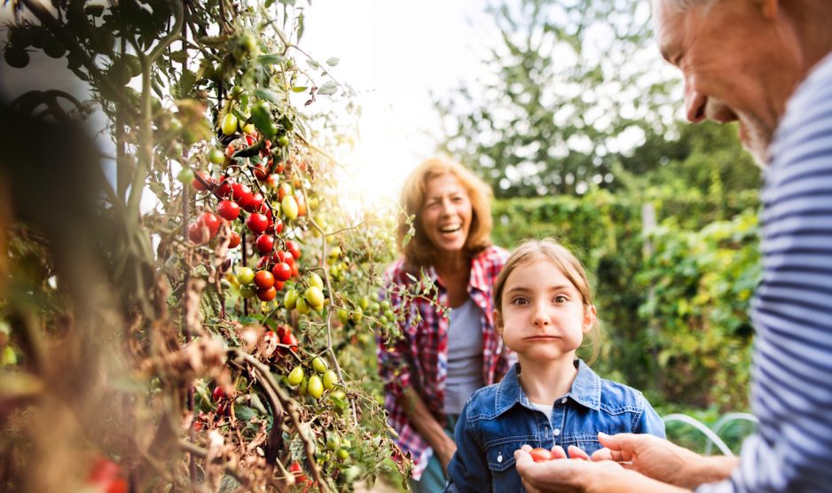 kislány paradicsomot eszik viccesen a kertben
