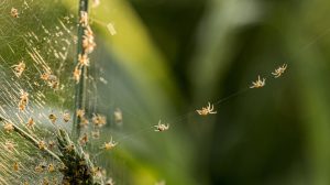 sok pók és pókháló közelről