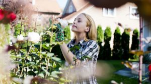 rózsát metsz egy nő ősszel a kertben