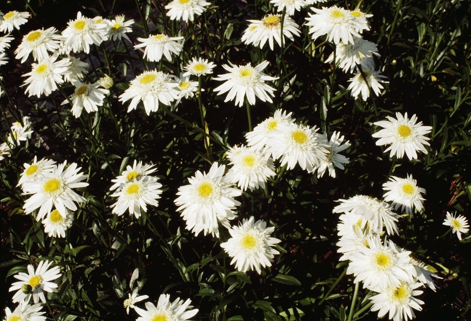 Shasta százszorszép